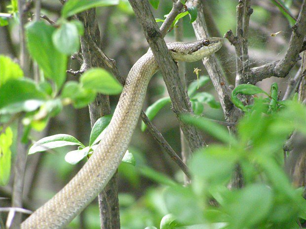 Uovka stromov (Zamenis longissimus)