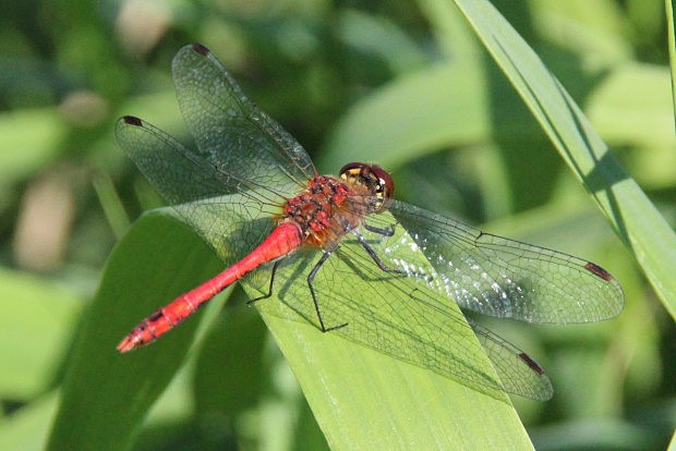 Vka rud (Sympetrum sanguineum)