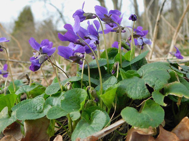 Violka vonn (Viola odorata)