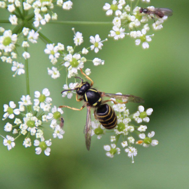 Vosa sask (Dolichovespula saxonica)