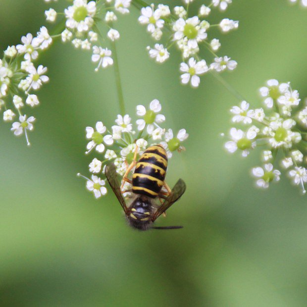 Vosa sask (Dolichovespula saxonica)