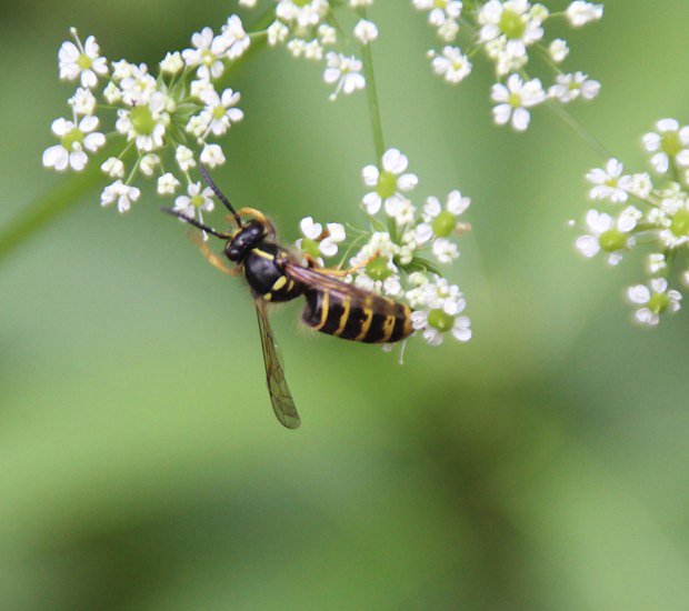 Vosa sask (Dolichovespula saxonica)