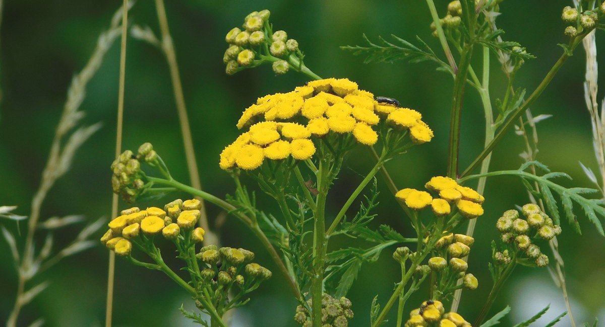 Vrati obecn (Tanacetum vulgare)