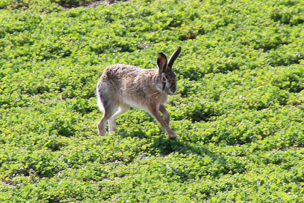 Zajc poln (Lepus europaeus)