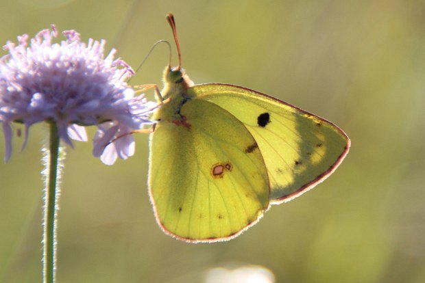 lusek iorekov (Colias hyale L.)