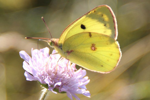 lusek iorekov (Colias hyale L.)