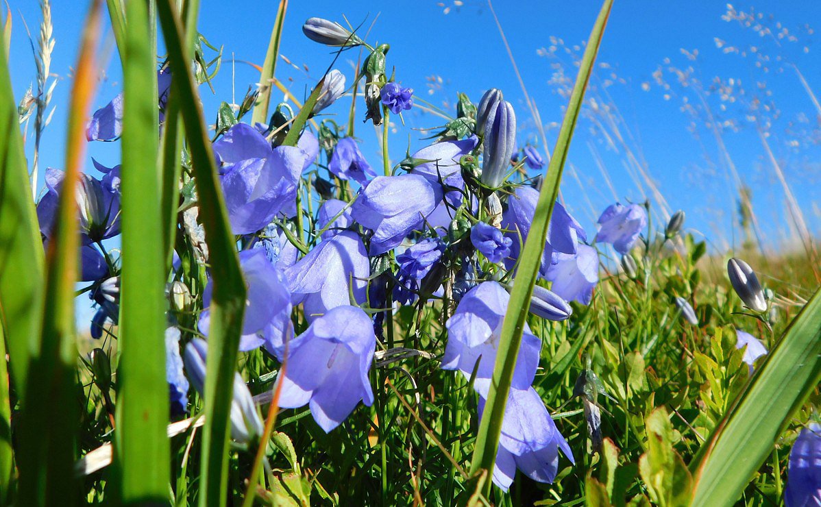 Zvonek tatransk (Campanula tatrae)