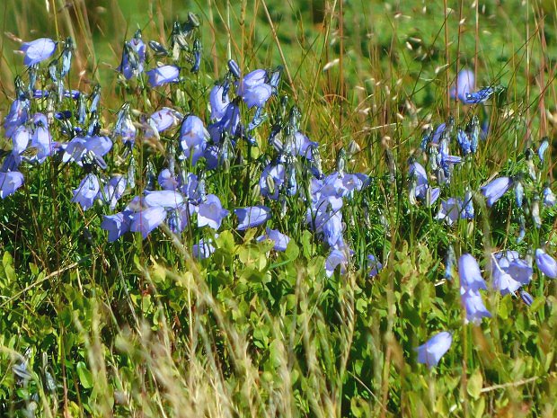 Zvonek tatransk (Campanula tatrae)