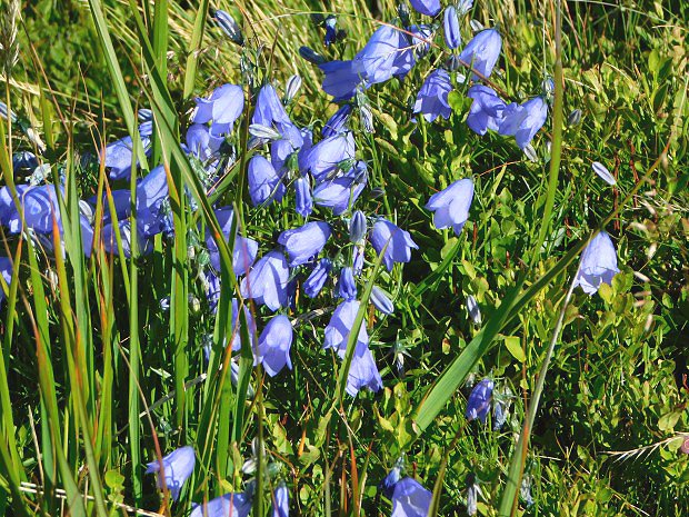 Zvonek tatransk (Campanula tatrae)