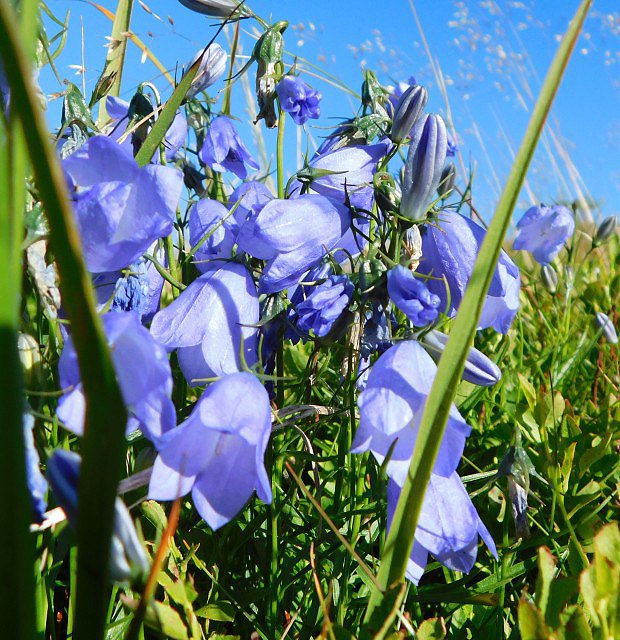 Zvonek tatransk (Campanula tatrae)