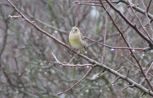 Zvonek zelen (Carduelis chloris)