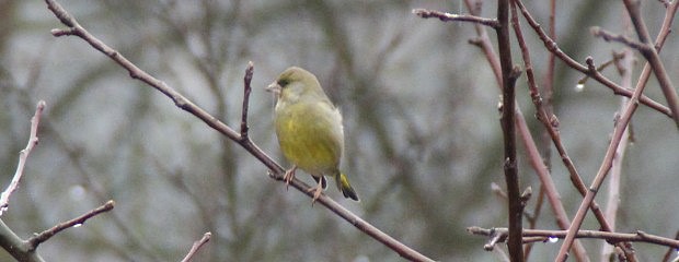 Zvonek zelen (Carduelis chloris)