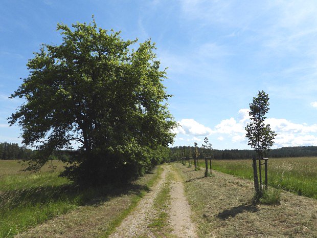 Cesta k hradu Louzek