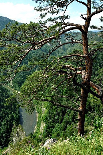 Dunajec pod Sokolicou