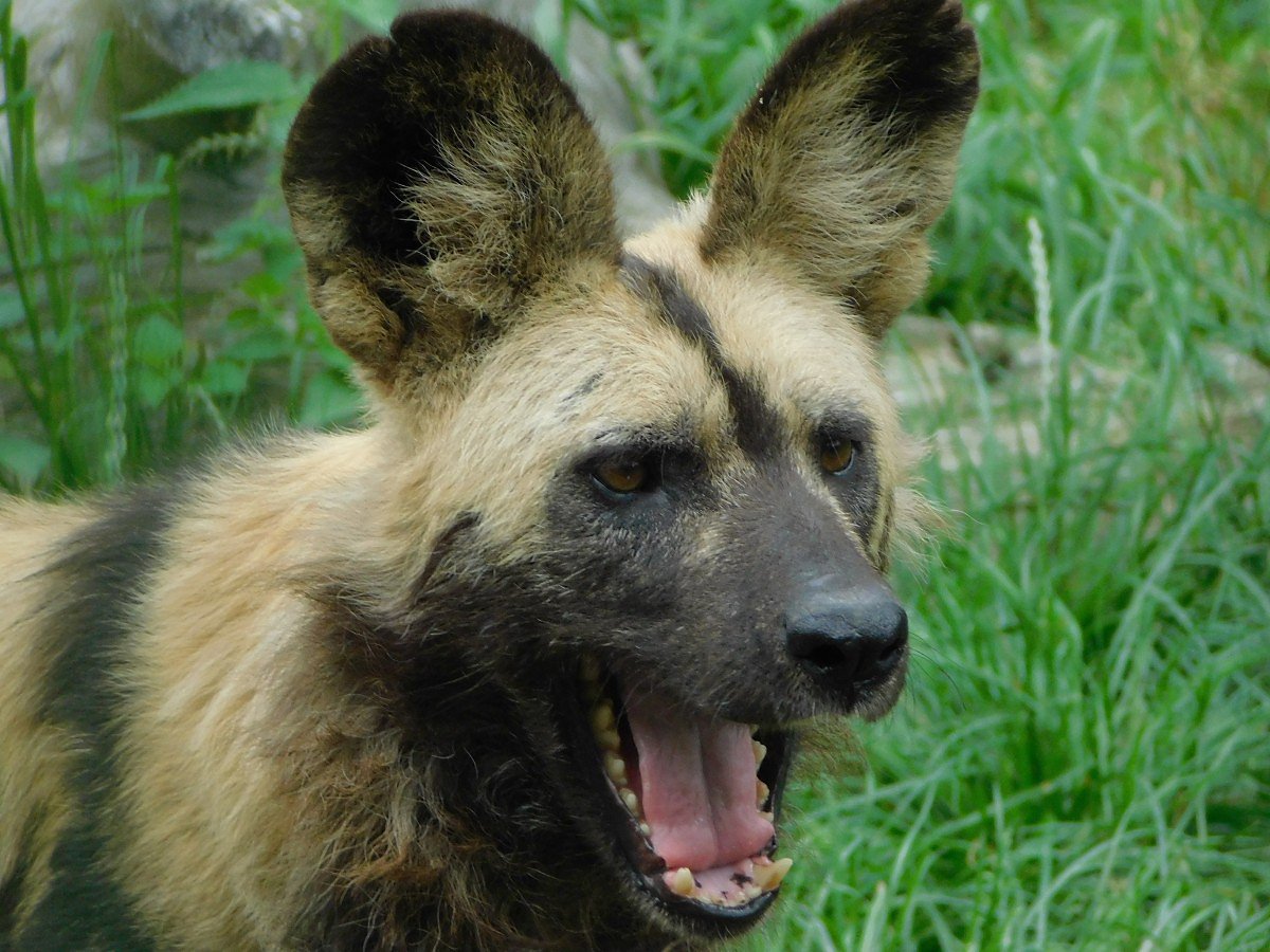 Pes hyenov