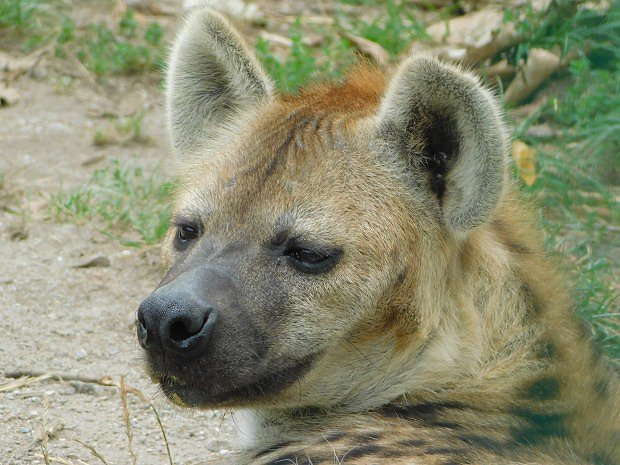 Hyena